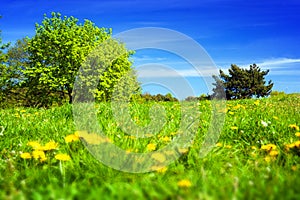 Spring countryside, meadow with green grass, trees and flowers.