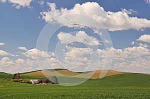 Spring Countryside scene in Colfax