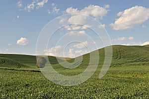 Spring Countryside scene in Colfax