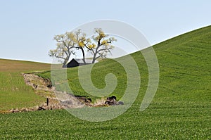 Spring Countryside scene in Colfax