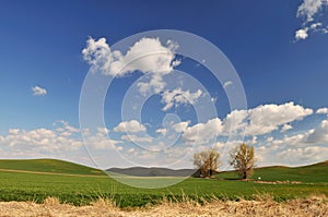Spring Countryside scene in Colfax