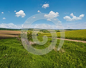 Spring countryside view with dirty road, rapeseed yellow blooming fields, village, hills. Ukraine, Lviv Region