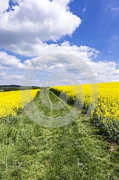 Spring countryside of yellow rapeseed fields in bloom