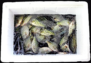 Spring Crappie Catch