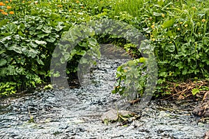 Spring creek among rocks and green grass. Mountain stream on summer day. Water foams in riverbed