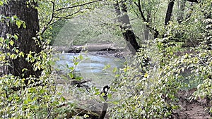 Spring creek water beauty nature tennessee