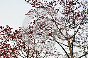 Spring crimson kapok flowers