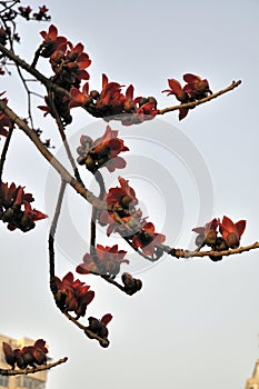 Spring crimson kapok flowers