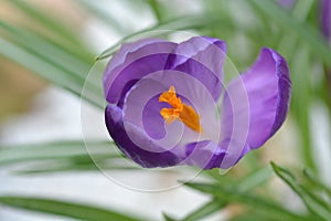 Spring crocus