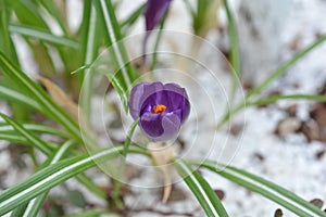 Spring crocus