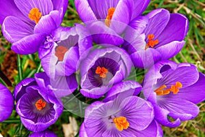 Spring crocus photo