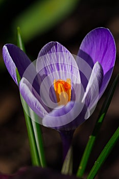 Spring Crocus