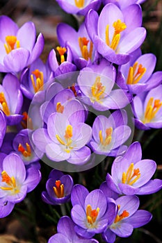 Spring Crocus photo