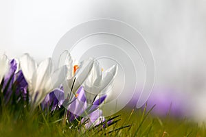 Spring crocus against a white background