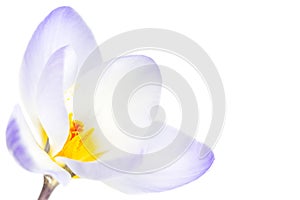 Spring crocus blossom