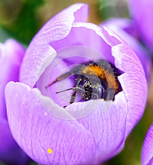 Spring crocus with bumblebee as tiny visitor Krokus mit Hummel photo