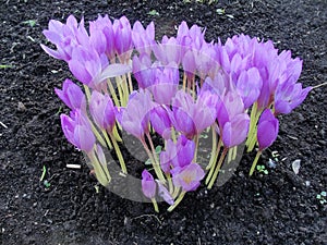 Spring crocus chrysanthus violet flowers. Crocus Flowers in the spring time