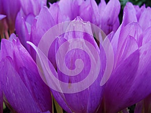 Spring crocus chrysanthus violet flowers. Crocus Flowers in the spring time
