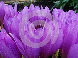 Spring crocus chrysanthus violet flowers. Crocus Flowers in the spring time