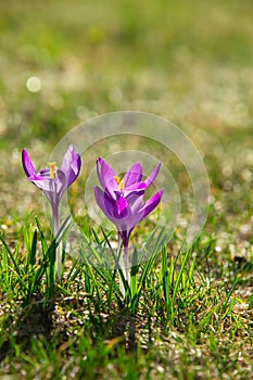 Spring crocus close-up on green grass. First spring flowers of Crocus vernus