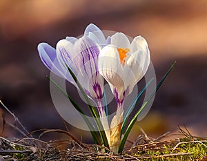 Spring Crocus (Crocus albiflorus) flower
