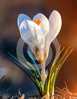 Spring Crocus (Crocus albiflorus) flower