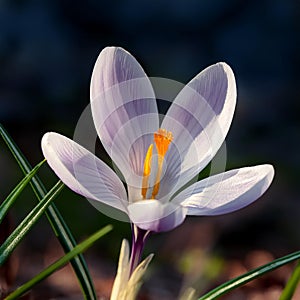 Spring Crocus (Crocus albiflorus) flower