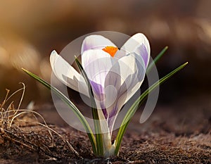 Spring Crocus (Crocus albiflorus) flower