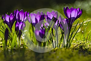 Spring Crocus; Crocus vernus