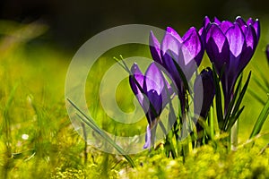 Spring Crocus; Crocus vernus