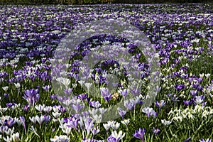 Spring Crocus; Crocus vernus