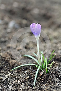 Spring crocus Crocus vernus