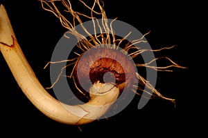 Spring Crocus (Crocus vernus). Corm Closeup