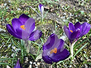 Spring crocus Crocus vernus, Giant crocus, Der Fruhlings-Krokus Fruehlings-Krokus, Fruhlings-Safran