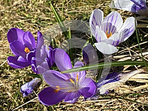 Spring crocus Crocus vernus, Giant crocus, Der FrÃ¼hlings-Krokus Fruhlings-Krokus oder Fruehlings-Krokus, FrÃ¼hlings-Safran