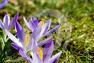 spring crocus (Crocus Vernus) spring herald