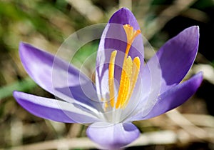 spring crocus (Crocus Vernus) spring herald