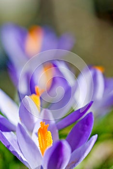 spring crocus (Crocus Vernus) spring herald