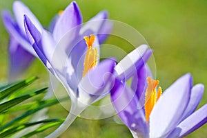 spring crocus (Crocus Vernus) spring herald