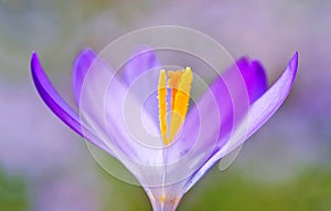 spring crocus (Crocus Vernus) spring herald
