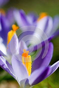 spring crocus (Crocus Vernus) spring herald