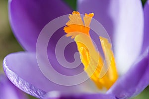 spring crocus (Crocus Vernus) spring herald