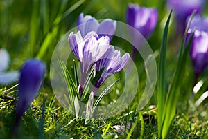 spring crocus (Crocus Vernus) spring herald