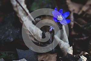 Spring crocus flower. Blue flower in forest. Springtime concept. Bueaty in nature, close up. Wild flowers. Early spring landscape.