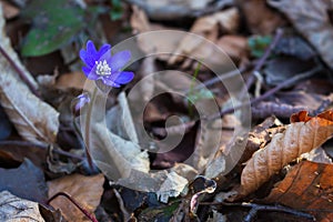 Spring crocus flower. Blue flower in forest. Springtime concept. Bueaty in nature, close up. Wild flowers. Early spring landscape.