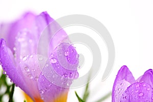 Spring crocus flower with water droplets