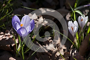 The spring crocus flowers