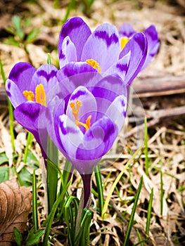 Spring crocus flowers