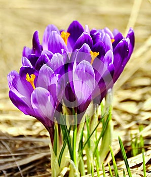 Spring crocus flowers