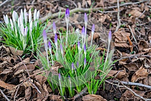 spring crocus flowers in a bed with old leaves